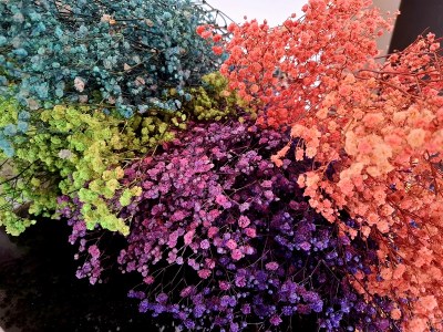 gypsophila vsetky farby